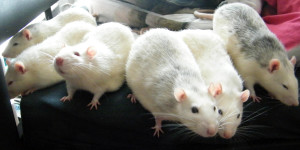 Rattengruppe